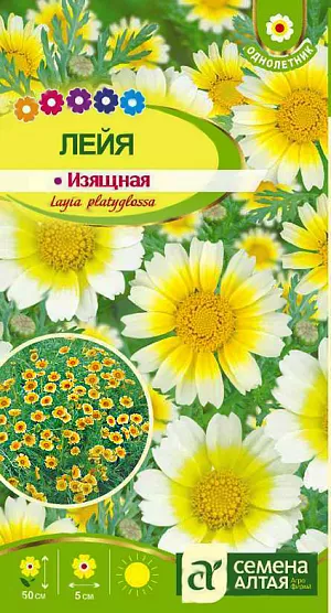 Лейя Принцесса изящная из каталога Разные <div>
Семена Лейя Принцесса изящная.
</div>
Однолетнее травянистое растение семейства Астровые с разветвленными распростертыми или восходящими стеблями до 50 см высотой. Листья сизо-зеленые приятно пахнущие. Соцветия 4,5-5 см в диаметре на длинных цветоносах. Язычковые цветки золотисто-желтые с белыми кончиками, трубчатые - темно-желтые мелкие. Украсит Ваши бордюры, рабатки, каменистые горки и цветники, также прекрасно подойдёт для срезки в букеты. Растение засухоустойчиво, предпочитает открытые солнечные участки с легкими, хорошо дренированными супесчаными или суглинистыми почвами. При выращивании на рассаду семена высевают в апреле в холодные парники. Всходы появляются через 2 недели. Сеянцы пикируют по 3 штуки в горшочки с торфо-перегнойной смесью. В открытый грунт на постоянное место рассаду высаживают в конце мая (с влажным комом земли), оставляя между растениями по 20 см. Цветение длится с середины июня до осенних заморозков.