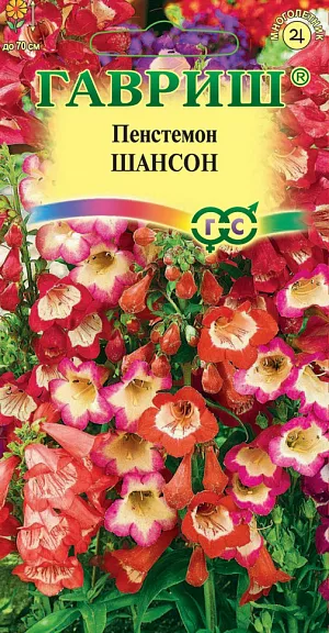 Семена Пенстемон Хартвига Шансон<br>
 <br>
 Многолетнее травянистое растение высотой до 70 см, фаворит в саду в период цветения, сохраняет до осени яркие летние краски. Цветки на длинных цветоносах, трубчато-колокольчатые, огненно-красных, пурпурно-розовых и ярко-лиловых тонов, необычайно яркие и привлекательные. Светолюбив и теплолюбив, предпочитает солнечные места, но выносит и легкую полутень, и плодородную дренированную почву. В очень холодные зимы может вымерзать, поэтому на зиму растения укрывают листьями, перегноем, лапником. <br>