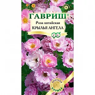 Роза китайская Крылья ангела Роза китайская Крылья ангела