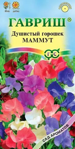 Семена Душистый горошек Маммут<br>
 <br>
 Крупноцветковая низкорослая смесь для ранней срезки. Растения однолетние, высотой 30 см. Прочные цветоносы позволяют выращивать растения без подвязки, «веселая» окраска цветков позволит «оживить» любой светлый уголок сада, балконы. Цветет с июня по сентябрь. Цветки душистые, крупные, до 5 см, самой разнообразной окраски – красной, лавандовой, синей, пурпурной, белой. Светолюбив, влаголюбив и холодостоек, предпочитает плодородные суглинистые и супесчаные почвы. Выращивают рассадным и безрассадным способом. Используется в озеленении, кроме того, срезанные цветки хорошо сохраняют свежесть в воде и используются в букетах.<br>
