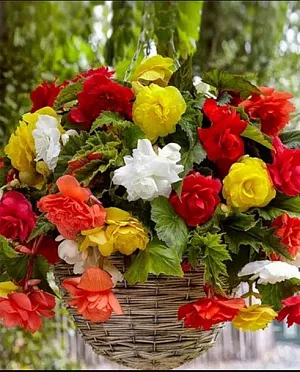 Бегония ампельная Микс Бегония ампельная Микс