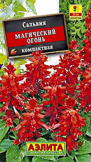 Сальвия Магический Огонь из каталога Сальвия Семена Сальвия Магический Огонь.
Однолетнее низкорослое, обильноцветущее растение. Кусты крепкие, компактные, густооблиственные, высотой до 25 см. Цветки собраны в кистевидные соцветия 15-18 см длиной. Цветение раннее и продолжительное, с июня до первых заморозков. Растения свето- и теплолюбивые, устойчивые к воздействию дождя и ветра. Отлично смотрятся в групповых и одиночных посадках на клумбах, в бордюрах и рабатках. Хорошо подходят для выращивания в горшках и садовых вазах . Агротехника. Выращивается через рассаду. Всходы появляются через 1,5-2 недели. При появлении одной пары настоящих листьев сеянцы пикируют. В фазе 3-4 пар листьев проводят формирующую прищипку для лучшего кущения. Высаживают закаленную рассаду в открытый грунт, когда минует угроза заморозков.