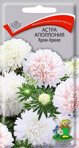 Семена Астра Аполлония Крем-брюле. Великолепные изящные букеты из белых и нежно-кремовых соцветий! Прочный куст высотой 70 см. Соцветия крупные, диаметром 10-12 см. Цветет в августе-сентябре. Используют очень широко: для посадки в сборные цветники группами, на рабатки - рядами, для бордюров и срезки.<br>
 <br>
 Агротехника. Растение предпочитает открытое солнечное место, но выносит и полутень. Лучше растет на легких, плодородных почвах. Не переносит внесения органических удобрений в год посадки. Семена высевают с середины февраля по апрель. Глубина заделки семян 0,5 см. При температуре +20 ˚C всходы появляются на 7-14 день. Через 3-4 недели посевы пикируют и выращивают при температуре 12-15 ˚C. В грунт рассаду высаживают во второй половине мая, выдерживая расстояние между растениями 20-30 см.