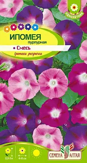 Семена Ипомея "Пурпурная" смесь.<br>
Быстрорастущая однолетняя травянистая лиана, достигающая 2,5-3 м в длину. Великолепное украшение сада, одно из лучших растений для вертикального озеленения. Контрастно и очень эффектно смотрятся крупные (4-6 см диаметром) воронковидные цветки малиновой, розовой, сине-фиолетовой и лиловой окраски на фоне ярко-зеленых сердцевидных листьев. Цветет в солнечную погоду с июля до осенних заморозков. Тепло- и влаголюбивое растение, предпочитает солнечные, но защищенные от зноя места на участках с богатой рыхлой суглинистой почвой. Семена перед посевом замачивают на 2-3 часа в горячей воде или перетирают с песком. Высевают либо в открытый грунт в мае, либо на рассаду в торфяные стаканчики в апреле. Рассаду в открытый грунт высаживают в конце мая-июне, не нарушая целостности кома земли.