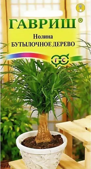 Семена Нолина Бутылочное дерево.
Это необычное растение относится к семейству Агавовых и пользуется заслуженной популярностью у цветоводов-любителей. Имеет бутылкообразный ствол и длинные узкие листья до 1 м длиной, расположенные вокруг стебля. Нолина очень устойчива, неприхотлива, за ней легко ухаживать. Зацветают только с возрастом в оранжереях, достигая довольно крупных размеров. 
Предпочитает светлое солнечное место, температуру воздуха комнатную и выше. Летом растения можно вынести на террасу или балкон. При содержании растения зимой в пределах +15-+18 °C полив исключают. При обычной комнатной температуре содержания около +20-22 °C увеличивают влажность воздуха путем периодического капельного опрыскивания листьев. Раз в 2 недели в плоский поддон наливают теплую воду. Летом так же умеренный, ограниченный полив. Поливают только после полного подсыхания земляного кома. Краткосрочные засухи не вредят растениям. Подкормку производят летом комплексным минеральным удобрением раз в месяц, уменьшив концентрацию в 2 раза. Из семян выращивается легко, сеянцы легко всходят при температуре почвы 20 °C и растут быстро. Молодые растения пересаживают ежегодно, взрослые – реже в горшки с широким основанием.