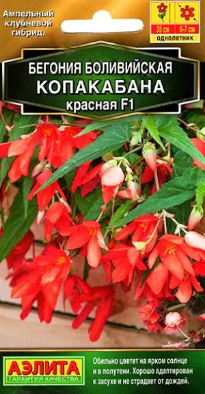 Семена бегония Копакабана красная F1.<br>
 <br>
 Ампельный клубневой гибрид<br>
 <br>
  Эксклюзивный гибрид с ампельным габитусом. Необычайно пластичный к интенсивности освещения – в отличие от других клубневых бегоний, отлично цветет на ярком солнце. Листья при этом выглядят немного бледнее, чем в затенении, но их практически не видно за лавиной белоснежных цветков диаметром 6-7 см. До высоты 35 см. растения имеют прямостоячую форму, далее начинают интенсивно куститься и образуют пышные каскады в вазонах или приобретают стелющуюся форму на клумбах. Гибрид хорошо адаптирован к засухе и не страдает от дождей. Зацветает через 14-15 недель от всходов.<br>
 <br>
Посев. Выращивается через рассаду. Семена в гранулах! Гранулы располагают на поверхности почвы, не заделывая их, хорошо увлажняют из распылителя. При попадании влаги на гранулу оболочка должна раствориться. Посевы накрывают стеклом для сохранения постоянной влажности до полных всходов.Посевам требуется дополнительная подсветка. Сеянцы пикируют в фазе одного настоящего листа.