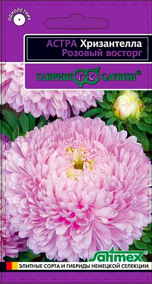 Семена Астра Хризантелла Розовый восторг из каталога Астра <div>
Семена Астра Хризантелла Розовый восторг.
</div>
Инновационное направление современной селекции – <b>Хризантеллы</b>, гармонично объединившие жизненную силу и красоту астр и хризантем. Растение однолетнее, высотой 60-80 см. с мощным толстым стеблем, формирует на одном кусте по 10-15 цветоносов второго порядка. Цветы плотные, крупные (12-15 см. в диаметре), нежно-розового окраса, с великолепной формой от полусферической до шаровидной. Лепестки ладьевидные, жесткие загнуты к верху. <b>Не повреждаются дождем! </b> Высокое качество и плотность цветков позволяют получать профессиональную срезку для букетов. Выращивают рассадным способом. Для цветения в августе – сентябре семена высевают в апреле начале мая. <br>
<br>
<b> Семена не заглублять! </b>Прорастание при температуре 15-16 град. Пикируют в фазе 2-3 настоящих листочков в отдельные горшки. Оптимальная температура выращивания 14-16 град. В открытый грунт рассаду высаживают в возрасте 40-50 дней. По схеме 15х20 см