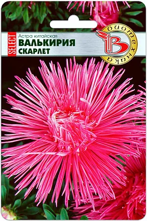 <div>
 Семена Астра китайская Валькирия Скарлет.
</div>
<p>
 Эта серия с более стабильными свойствами, чем предыдущее поколение. Удалось улучшить выравненность цветков и повысить декоративность растений.
</p>
<p>
 Основное назначение группы - срезка, но они хороши, также в групповых посадках.
</p>
<p>
 Высадка: март-апрель для цветения в августе-сентябре. Семена равномерно распределяют по поверхности подготовленного стерильного (для избежания поражения сеянцев черной ножкой) субстрата, слегка присыпают, проводят полив теплой водой. Субстрат должен быть легким и мелкодисперсным.
</p>
<p>
 Прорастание: 7-14 дней при температуре 15-21 °С.
</p>
<p>
 Пикировка: в фазе 2-3 настоящих листьев растения пикируют в горшки диаметром 6 см. Оптимальная температура при выращивании 15-16°С.
</p>
<p>
 Высадка в грунт: рассаду высаживают в грунт в возрасте 40-50 дней. При высадке рекомендуется схема 15x20 см., 32 растения на кв.м. Температура 16-18°С.
</p>
<p>
 Грунт: богатые гумусом, легко суглинистые почвы, pH 5,5-6,5.
</p>
<p>
 Удобрение: комплексное минеральное, с преобладающим содержанием азота.
</p>
<p>
 Особенности: не рекомендуется выращивать астры на одном месте более одного года. Растения склонны к поражению фузариозом (необходимо заранее проводить соответствующие обработки). Предпочитают хорошо освещенные участки.
</p>