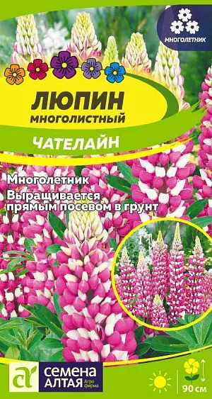 Семена Люпин Чателайн<br>
 <br>
 Нарядный эффектноцветущий травянистый многолетник, называемый «королем сада». Растение образует несколько цветоносов высотой до 90 см, которые в нижней части украшены красивыми пальчато-сложными листьями на длинных черешках, сверху несут длинные (до 40 см) плотные кистевидные соцветия, собранные из ярко-розовых с белым верхним лепестком цветков. Станет прекрасным украшением для неприглядной территории, при этом благотворно воздействует на почвенный состав. Используется как акцентное растение, является ярким компонентом миксбордеров, клумб, рабаток. Светолюбивое зимостойкое растение, обогащающее почву азотом. Предпочитает солнечное местоположение. К почвам нетребовательно, но лучшего развития достигает на суглинистых слабокислых или слабощелочных почвах без свежей органики. Посевы на рассаду проводят в начале марта, лучше сеять в торфяные горшочки. <br>