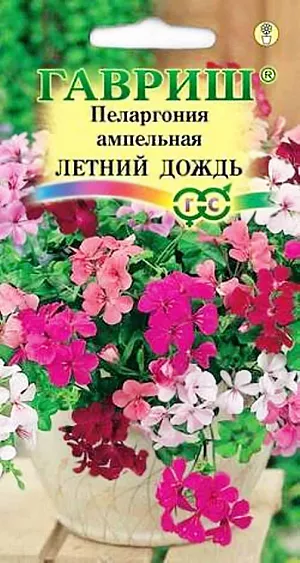 Семена Пеларгония Летний Дождь ампельная.
Растение с тонкими, крепкими, ниспадающими побегами, длиной 80-100 см из семейства Гераниевые. Листья мясистые, щитковидной формы, гладкие, блестящие, 5-8 см шириной, похожи на листья плюща. Цветки простые, звездчатые, собраны по 5-8 штук в зонтиковидные соцветия разнообразных тонов. Цветение начинается в конце мая и продолжается все лето. 
Пеларгония светолюбива, неприхотлива в культуре, легко переносит недостаток влаги. Размещают растение на солнечных восточных и западных окнах. В теплое время года любит обильный, частый полив. Зимой, в зависимости от температуры, поливают умереннее. Подкармливают растение минеральными удобрениями, обогащенными калием. Для получения цветущих растений к началу лета посевы производят с декабря по февраль, используя в качестве субстрата чистый торф или смесь торфа с песком. Для комнатного использования высевают в марте-апреле. Всходы обычно появляются через 1,5-2 недели после посева. В фазе двух-трех настоящих листьев растения пикируют в горшки. Для лучшего кущения рассаду прищипывают над пятым - шестым листом. Летом пеларгонию желательно выносить на свежий воздух, а зимой устанавливать в прохладной светлой комнате с температурой 10-12 °C. Щитковидная пеларгония отлично подойдет как контейнерное растение для подвесных корзин, оконных ящиков и настенных кашпо. Также ее можно высаживать под большими деревьями для создания долгоцветущего почвенного покрова.