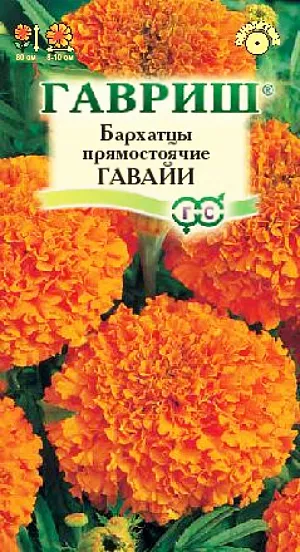 Семена Бархатцы Гавайи прямостоячие.<br>
 Однолетнее растение семейства Сложноцветные высотой 80 см, сильно ветвистое от основания, боковые побеги отклоненные. <br>
Соцветия-корзинки до 15 см в диаметре, густомахровые, шаровидные, темно-оранжевые. В открытый грунт можно высевать в конце мая — начале июня. Всходы появляются на 5-10 день. Почву желательно накрыть нетканым материалом (акрил, лутрасил). В этом случае сеять можно на неделю-полторы раньше обычных сроков и тем самым ускорить цветение. На рассаду сеют в конце марта – начале апреля. Цветение начнется в июне. Бархатцы используют во всех видах цветников. Они хорошо растут в горшках, вазонах, балконных ящиках, в сочетании с примулами и цинерариями. Осенью цветущие растения можно перенести в комнату, где они прекрасно растут в течение всей зимы, а весной, высаженные в открытый грунт, образуют большой цветущий куст.