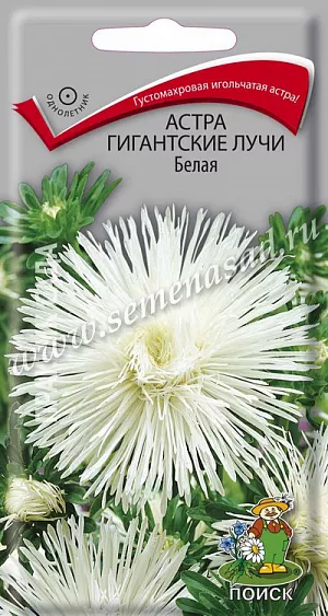 Семена Астра Гигантские лучи Белая. Густомахровая игольчатая астра! Растения высотой около 60 см. Соцветия густые длинноиголчатые, белые. Цветет в августе-сентябре. Используют очень широко: для посадки в сборные цветники группами, на рабатки – рядами и для срезки.<br>
 <br>
 Агротехника. Растение предпочитает открытое солнечное место, но выносит и легкое затенение. Лучше растет на легких, плодородных почвах. Не переносит внесения органических удобрений в год посадки. Семена высевают с середины февраля по апрель. Глубина заделки семян 0,5 см. При температуре почвы +20°C всходы появляются на 7-14 день. Через 3-4 недели посевы пикируют и выращивают при температуре +12-15°C. В грунт рассаду высаживают во второй половине мая, расстояние между растениями 20-30 см.