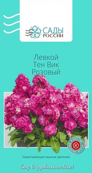 Левкой Тен Вик Розовый

Кустик крепкий, ветвистый, компактный. Соцветия плотные многочисленные, цветки махровые розовые диаметром 4 см. Чтобы продлить цветение и улучшить окраску цветков, растения необходимо высаживать на открытых солнечных и хорошо продуваемых местах. Холодостойкий. После дождей и поливов почву нужно рыхлить, не давая застаиваться воде.