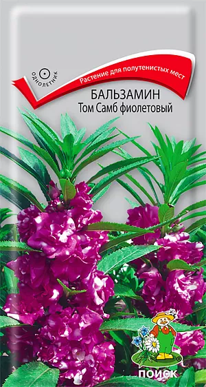 Семена Бальзамин Том Самб фиолетовый.
Непревзойденное растение для полутенистых мест. Компактный куст с густой листвой, высотой около 30-45 см. 
Цветы очень изящные, фиолетовые. Цветет обильно с июня по сентябрь. 
Используют для клумб, рабаток, на срезку и как горшечную культуру. 
Агротехника. Растение теплолюбивое, хорошо растет на открытых солнечных местах или в полутени. 
Обильно цветёт на лёгких, плодородных почвах. Посев семян производят в рассадные ящики в марте-апреле. 
Семена засыпают мелкозернистым песком слоем 3 мм и поддерживают постоянную влажность. 
При температуре почвы +18-20°C всходы появляются через 15 дней. Сеянцы пикируют в горшочки по одному растению.
 В грунт высаживают по окончании заморозков с комом земли. Расстояние между растениями 15-20 см