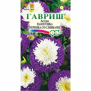Семена Астра Пампушка черника со сливками