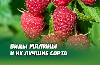 МАЛИНА САДОВАЯ, РЕМОНТАНТНАЯ И МАЛИНОВЫЕ ДЕРЕВЬЯ. 