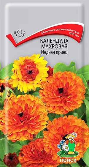 Семена Календула Индиан принц Махровая.
Махровые крупные цветы с необычной двухцветной окраской. Растение густоветвистое, высотой около 60 см. Соцветия крупные с черепитчато-расположенными язычковыми цветками, ярко-оранжевыми сверху, с оборотной стороны коричнево-красными. Цветёт с июля по сентябрь. Используют для клумб, рабаток, бордюров и срезки.
Агротехника. Растение холодостойкое, выносит заморозки до -5°C. Предпочитает плодородные, увлажненные почвы и солнечное место. Посев семян производят в мае в открытый грунт непосредственно на место. При температуре почвы +20°С всходы появляются через 10-14 дней. Расстояние между растениями 20-25 см. Семена соответствуют требованиям международных стандартов и ГОСТу РФ 12260-81