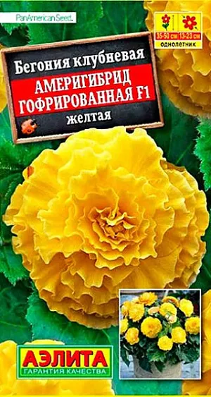 Семена Бегония Америгибрид гофрированная F1 желтая. Феноменально крупный цветок! При хорошем уходе достигает 23 см. в диаметре! Шедевр селекции. Растение имеет кустовой габитус. Высота кус та 35-50 см, ширина – 25-30 см. Роскошными густомахровыми цветками в открытом грунте можно любоваться все лето. При выращивании в горшках бегония цветет с апреля по ноябрь. К концу вегетации формируются клубни  диаметром 4-6 см, которые можно сохранить зимой при температуре не выше +10 °С и использовать для посадки в следующем сезоне.<br>
 <br>
  Семена в гранулах! Гранулы располагают на поверхности почвы, не заделывая их, хорошо увлажняют из распылителя. При попадании влаги на гранулу оболочка должна раствориться. Посевы накрывают стеклом для сохранения постоянной влажности до полных всходов. Всходам требуется подсветка, но не более 10 часов в сутки.<br>