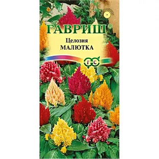 Целозия Малютка Целозия Малютка