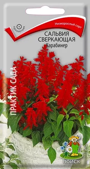 Семена Сальвия Карабинер сверкающая.
Один из самых популярных сортов. Куст компактный, с темно-зеленой листвой, высотой 25 см. Соцветия крупные, ярко-красные. Сорт поздний. Цветет обильно с конца июля до заморозков. Используют для рабаток, бордюров, клумб. 
Агротехника. Растение предпочитает солнечные места, хорошо дренированные, умеренно плодородные, рыхлые почвы. Размножают посевом семян в феврале - начале марта в рассадные ящики, слегка присыпав их мелкозернистым песком. При температуре почвы +22 °С всходы появляются на 10-15 день. Сеянцы пикируют дважды. В открытый грунт рассаду высаживают в начале июня, выдерживая расстояние между растениями 20-25 см.
Семена соответствуют требованиям международных стандартов и ГОСТу РФ 12260-81.