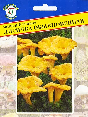 Мицелий грибов Лисичка обыкновенная