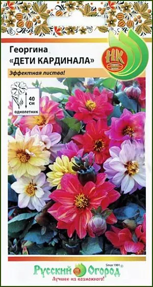 Семена Георгина Дети Кардинала.<br>
 <br>
 Впервые из семян георгина с эффектной коричнево-красной листвой, что многократно увеличивает ее флористические и ландшафтные возможности. Цветки на прочных цветоносах, долго стоят в срезке. Идеальное бордюрное растение.<br>
 <br>
 Условия выращивания. Всходы появляются через 7-14 дней при оптимальной температуре 18-20°С Пикировка через 20 дней от посева, выращивание при температуре 16°С. Размещают на плодородных, рыхлых, достаточно влажных, но без застоя воды почвах. После окончания цветений клубни можно выкопать и хранить до весны в тёмном, сухом, проветриваемом месте.<br>
 <br>
