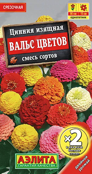 Семена Цинния Вальс Цветов смесь окрасок из каталога Цинния Семена Цинния Вальс Цветов смесь окрасок.
Раннецветущая смесь высокорослых цинний с яркими, густомахровыми соцветиями. Растения крепкие, ветвистые, высотой 80-90 см. Соцветия-корзинки крупные, георгиновидные, O 12-15 см, на прочных цветоносах. Цветение обильное, одновременно на кусте распускается 15-25 соцветий. Циннии неприхотливые, свето- и теплолюбивые, достаточно засухоустойчивые. Используются в смешанных цветниках, высоких бордюрах и рабатках. Отлично подходят для срезки, цветы
долго стоят в воде. Агротехника. Выращивают рассадным способом. С развитием первой пары настоящих листочков сеянцы пикируют. В фазе пяти-шести листьев проводят формирующую прищипку. Рассаду высаживают в открытый грунт, когда минует опасность заморозков. Растениям необходимы регулярные поливы, прополки, рыхления и подкормки. Возможен посев семян в открытый грунт на глубину 1 см.