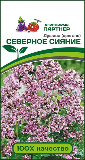 <div>
 Семена Душица Северное Сияние.
</div>
 Пряно-ароматический лекарственный многолетник, который станет прекрасным украшением вашего сада. Растение прямостоячее, высотой до 70 см. На многочисленных стеблях расположено множество небольших обратнояйцевидных или удлиненно-овальных листочков светло-зеленого цвета с ярким ароматом и горьковатым вкусом. В период цветения растение очень декоративно из-за многочисленных розово-сиреневых цветков. Сорт отличается высокой зимостойкостью, засухо- и болезнеустойчивый. Содержит эфирные масла, витамин С и микроэлементы, обладает успокаивающим, обезболивающим и антисептическим действием, помогает при бронхитах. Сухие и свежие соцветия используют для маринования овощей и фруктов, ароматизации напитков, мучных изделий, растительного масла. Листья в свежем и сухом виде добавляют в мясные и овощные блюда, в салаты и чай.<br>
Душица предпочитает солнечные участки с питательным грунтом без застоя воды. Не любит засушивание почвы. Посев семян на рассаду в марте или прямым посевом под зиму или в мае. Глубина заделки семян – 1 см. Всходы появляются через 10-15 дней при t° +20+22.