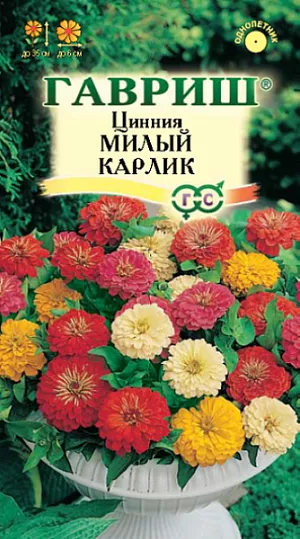 Семена Цинния Милый карлик смесь<br>
 <br>
 Однолетняя миниатюрная смесь цинний высотой до 35 см. Соцветия разнообразных оттенков,  в диаметре до 6 см. Цветет обильно и продолжительно с середины июня до заморозков. Используют в клумбах, рабатках, больших массивах и для срезки. Цветы долго стоят в воде, сохраняя яркость окраски. Циннии светолюбивы, теплолюбивы и засухоустойчивы, отзывчивы на полив. Размножают семенами через рассаду, так как цинния чувствительна даже к самым легким заморозкам. <br>
