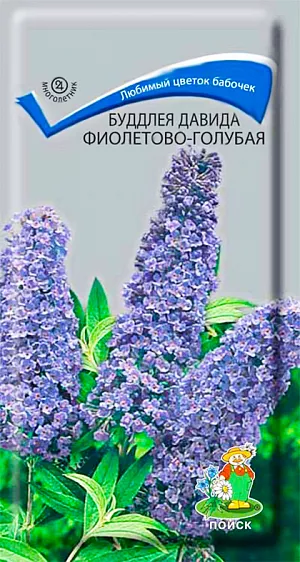 Семена Будлея Давида Фиолетово- голубая.
Великолепные соцветия с медовым ароматом! В средней полосе России листопадный полукустарник высотой до 1,5-1,8 м (надземная часть почти полностью отмерзает). Растение быстрорастущее, каждую весну новые побеги отрастают. Листья опушенные, как будто плюшевые, ланцетные, длиной до 25 см. Цветы собраны в густые колосовидные соцветия до 40 см длиной. Цветет обильно в конце лета и осенью в течение 30-45 дней. Используют для создания небольших групп (по 3-4 растения) в сочетании с низкими кустарниками и травянистыми многолетниками.