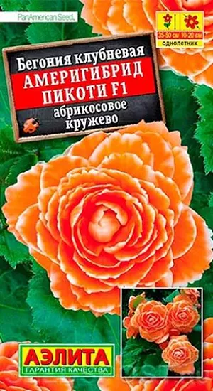 Семена Бегония Америгибрид Пикоти F1 абрикосовое кружево.<br>
 <br>
 Шедевр селекции. Выведена в американской семейной фирме PanAmerican, которая уже в пятом поколении специализируется на клубневых бегониях. Цветок может достигнуть огромных размеров – 20 см. Таким потенциалом не может похвастаться ни одна из известных серий. Растение имеет кустовой габитус. Высота куста 35-50 см., ширина – 25-30 см. Роскошными густомахровыми цветками в открытом грунте можно любоваться все лето. При выращивании в горшках бегония цветет с апреля по ноябрь. К концу вегетации формируются клубни  диаметром 4-6 см., которые можно сохранить зимой при температуре не выше +10 °С и использовать для посадки в следующем сезоне.<br>
 <br>
  Семена в гранулах! Гранулы располагают на поверхности почвы, не заделывая их, хорошо увлажняют из распылителя. При попадании влаги на гранулу оболочка должна раствориться. Посевы накрывают стеклом для сохранения постоянной влажности до полных всходов. Всходам требуется подсветка, но не более 10 часов в сутки.<br>