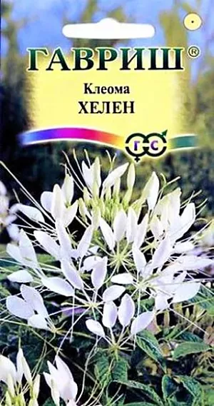 Клеома Хелен белая из каталога Разные Семена Клеома Хелен белая<br>
<br>
Однолетнее полукустарниковое растения высотой 90-150 см. Цветки белые, очень своеобразные, похожие на паучка - четыре лепестка венчика расположены с одной стороны цветка, а с другой - тонкие и длинные тычинки и столбик. Цветки собраны в конечную многоцветковую кисть, распускаются снизу вверх и кисть при этом постепенно вытягивается. Из отцветших цветков образуются направленные в стороны вытянутые коробочки на длинных плодоножках. Растение свето- и теплолюбивое, засухоустойчивое, не переносит застоя воды. Клеома-очень эффектное растение, сразу приковывает к себе взгляд, даже если его высаживают на заднем плане большого цветника. Однако лучше всего смотрится в небольшой группе или одиночно среди более низкорослых цветов или зеленого газона. В срезке стоит более 10 дней, рекомендуется для оригинальных цветочных композиций.<br>