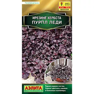 Ирезине Пурпл леди