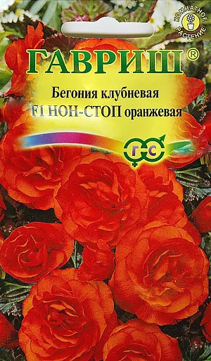 Бегония Скарлет Нон-Стоп клубневая F1 из каталога Бегонии Семена Бегония Скарлет Нон-Стоп клубневая F1.
Бегонии серии F1 Нон-стоп – мощные выравненные растения, отвечающие самым высоким требованиям профессионального выращивания.
Побеги мясистые, длиной до 20-25 см. Красивый акцент — бронзово-красные листья, обрамляющие огромные, супермахровые цветки ярко-красного цвета.
Цветение обильное и продолжительное, с мая по октябрь.
Предпочитают плодородные почвы со слегка кислой реакцией, светлые или слегка затененные помещения, температура в которых не должна превышать 23 °C.
Хорошо отзывается на подкормку минеральными и органическими удобрениями. Полив умеренный, на солнечных местах обильный.