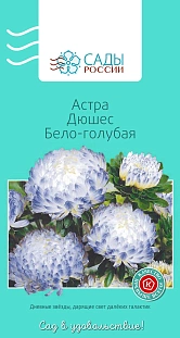 Астра Дюшес Бело-голубая