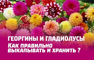 КАК ПРАВИЛЬНО ВЫКАПЫВАТЬ И ХРАНИТЬ ГЕОРГИНЫ И ГЛАДИОЛУСЫ ДО ВЕСНЫ