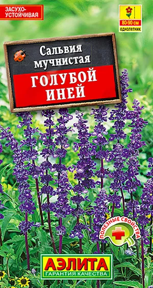 Семена цветов Сальвия Голубой иней.<br>
 <br>
 Красивый однолетник с привлекательными соцветиями сапфирового оттенка. Многолетний по своей биологии, в средней полосе используется в качестве однолетника. Многостебельные кусты высотой 80-90 см. цветут до заморозков. Стебли прочные, не полегают. Изящные, колосовидные соцветия создают идеальную вертикаль для дизайна. Сорт рекомендуется для цветников пейзажного стиля, альпинария, сада ароматов, подбивки роз. Подобно всем шалфеям, обладает ценными, лекарственными свойствами. Листья и цветы можно заваривать в виде чая.<br>
 <br>
  Сальвия – растение теплолюбивое и засухоустойчивое. Предпочитает солнечные участки с плодородными, некислыми, дренированными почвами, с защитой от холодных ветров. Осенью куст можно пересадить в горшок, поместить на зимовку в светлое, прохладное помещение, а весной пересадить в сад.<br>