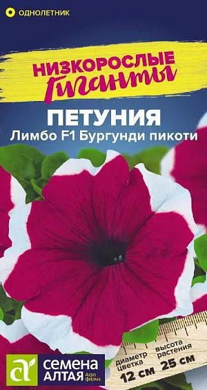 Семена Петуния Лимбо Бургунди пикоти F1 из каталога Петуния Семена Петуния Лимбо Бургунди пикоти F1.<br>
<br>
Петуния Лимбо – единственная на рынке генетически карликовая серия крупноцветковой петунии. Растение имеет очень хорошее ветвление, не перерастает и не вытягивается в течение всего сезона. Не нуждается в регуляторах роста. Образует компактные кустики, покрытые крупными, до 12 см в диаметре, бордовыми с белой каймой цветками. Растение очень быстро восстанавливается после дождя. Цветение наступает раньше, чем у других крупноцветковых петуний. Идеальный материал для декоративного оформления балконов, фасадов зданий, городских и садовых участков.