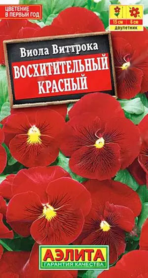 Семена Виола Восхитительный красный.

Главное достоинство данного сорта – замечательный цвет. Возможно, это самый чистый и яркий красный оттенок у садовых фиалок. Бархатистые цветки диаметром 5-6 см украшены тонкой кружевной сеточкой. Кустик высотой 15 см, компактный, нарядный. Легко переносит пересадку в цветущем состоянии. Растения холодостойкие. Обильно цветут весной и ранней осенью. В летнюю жару интенсивность цветения может снижаться. Сорт рекомендуется для оформления балконных контейнеров, горшков, садовых вазонов. Успешно украсит клумбы, рабатки, бордюр вдоль дорожки.

Виола предпочитает солнечные или слегка затененные участки с плодородными, рыхлыми, влажными почвами. Для цветения в год посева выращивают рассаду. При посеве в открытый грунт в июне-июле растения цветут на следующий год. Зимостойкость хорошая.