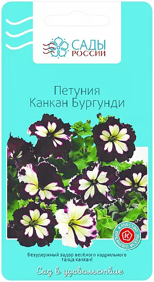 Семена Петуния Канкан Бургунди крупноцветковая из каталога Петуния Семена Петуния Канкан Бургунди крупноцветковая.
Восхитительная новомодная группа двуцветных петуний. Невероятно яркие огромные цветки с бархатисто-шёлковыми волнистыми лепестками просто брызжут радостью и безудержным задором весёлого кадрильного танца канкан, переходящего от тёплого золотисто-солнечного лучика в центре в буйный энергетический шквал пламенных страстей сочных красно-вишнёво-бордовых оттенков, выразительно подчёркнутых контрастным молочно-белым пятном посередине.