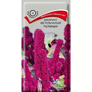 Амарант метельчатый Ред Кафедрал