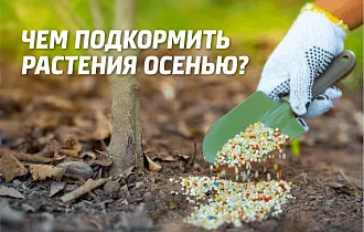 Осеннее удобрение для сада и огорода – чем подкормить растения осенью Осеннее удобрение для сада и огорода – чем подкормить растения осенью