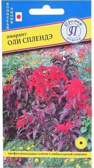 <div>
 Амарант Оли Сплендэ<br>
 <br>
 Однолетник. Среднерослое и кустистое растение,верхние листья яркие, темно-красные, а нижние листья с привлекательным бронзовым цветом. Рано формирует темно-красный цвет верхних листьев. Предпочитает солнечные участки сада, прекрасно растет в регионах с жарким летом. Амарант «Оли Сплендэ» идеально смотрится как центр или фон для более низких цветов (целозии, барвинка, гомфрены, петунии), превосходное растение для точечного или центрального озеленения бордюров. Высевают на рассаду в феврале-апреле. Семена равномерно распределяют по поверхности влажного субстрата, присыпают субстратом слоем 2-3 см, накрывают не прозрачной пленкой или стеклом (для прорастания амаранта не обходима темнота) и ставят в теплое место (температура для прорастания 25 градусов), всходы появляются на 8-10 день. После прорастания семян пленку или стекло убирают. Далее выращивать на свету. Проросшие растения пикируют в отдельные горшочки или ящики с шагом 5 см. Акклиматизированные растения высадить в грунт с шагом 40 см когда минует угроза заморозков.<br>
</div>
 <br>