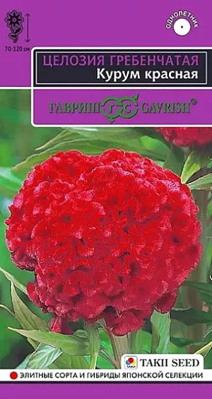 Семена Целозия гребенчатая Курум красная<br>
 <br>
 Однолетнее срезочное растение из семейства Амарантовые высотой 70-120 см с оригинальным крупным соцветием в виде гребня красной окраски и темно-зелеными листьями. Цветет с июля до заморозков. Целозия теплолюбива, светолюбива, относительно засухоустойчива, но молодым растениям необходим хороший полив. Предпочитает рыхлые, плодородные почвы. Выращивают рассадным способом. Используют для срезки или как акцентное растение для создания клумб.<br>