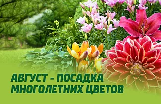 АВГУСТ – ПОСАДКА МНОГОЛЕТНИХ ЦВЕТОВ