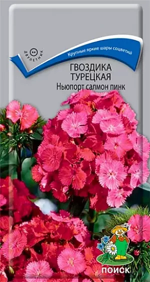 Гвоздика Турецкая Ньюпорт салмон пинк из каталога Гвоздика Семена Гвоздика Турецкая Ньюпорт салмон пинк. Растение высотой около 50 см. Листья линейно-ланцетные, зеленые. К концу 1-го года выращивания образуется розетка прикорневых листьев. На следующий год растения цветут с конца июня в течение месяца. Используют для сборных цветников, рабаток и для срезки.<br>
<br>
Агротехника. Растение холодо- и засухоустойчивое, предпочитает солнечное место, но может расти и в полутени. Хорошо растёт на плодородных дренированных почвах. Посев семян производят в мае-июне в открытый грунт на разводочные гряды, слегка присыпав их влажным песком. При температуре почвы +18-20°С всходы появляются через 10-14 дней. На постоянное место рассаду высаживают в августе, выдерживая расстояние между растениями 25-30 см.