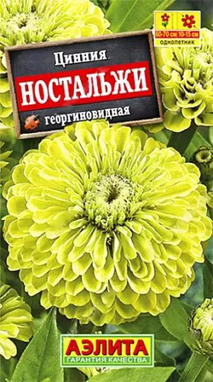 Семена Цинния Ностальжи георгиновидная из каталога Цинния Семена Цинния Ностальжи георгиновидная.
Однолетник
Высота растения 90 см
Диаметр цветка 15 см
Один из самых популярных сортов циннии у цветоводов. Его используют для посадки в пестрые цветники, на клумбы, рабатки и для срезки. Срезанные цветы долго стоят в воде.
Для более раннего и обильного цветения циннию выращивают рассадным способом. Семена высевают в апреле, пикируют с развитием первой пары настоящих листочков. В открытый грунт рассаду высаживают с середины мая, когда минует угроза весенних заморозков. Расстояние между растениями 20 см. Возможен посев семян в открытый грунт в мае-июне на глубину 1-1,5 см.