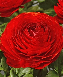 Лютик Ред