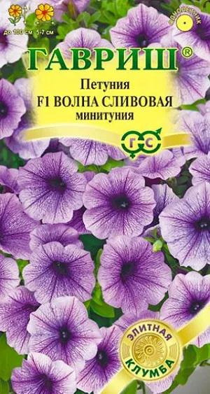 Семена Петуния суперкаскадная Волна Сливовая F1 из каталога Петуния Семена Петуния суперкаскадная Волна Сливовая F1 <br>
<br>
Гибриды из серии F1 «Волна» (Easy wave) получили признание и любовь у профессионалов и любителей по всему миру. Самая неприхотливая из петуний с каскадной формой куста, прекрасно растет даже в условиях короткого дня, что значительно упрощает выращивание рассады в зимние месяцы (январь, февраль) и сдвигает сроки цветения на более ранние. Даже в неблагоприятных условиях растения развиваются равномерно, это делает их незаменимыми для создания смесей нескольких оттенков, цветочных композиций с другими декоративными культурами уже на стадии ранних всходов. Во взрослом состоянии гибриды превосходят все известные каскадные формы, включая «сурфинию» по многим параметрам. Одно растение формирует множество, крупных цветков диаметром 5-7 см. Габитус растений зависит от плотности посадки. При высадке на расстоянии 30 см, растут, в основном, вверх, образуя живую изгородь высотой 30 см. Высаженные на расстоянии 60 см, разрастаются как почвопокровные во всех направлениях на площади 1,0 м². Но эффектнее всего выглядят растения в подвесных корзинах и балконных ящиках, где мощные многочисленные побеги длиной 0,75-1,0 м, свисая, образуют грандиозный цветущий водопад. Посев проводят с января по апрель, поверхностно, под стекло (после появления всходов стекло убирают). В зимние месяцы январь-февраль желательна досветка. На постоянное место высаживают, когда минует опасность заморозков. Светолюбива и достаточно засухоустойчива. Предпочитает легкие, плодородные, хорошо дренированные почвы.