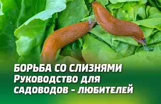 Борьба со слизнями: руководство для садоводов-любителей